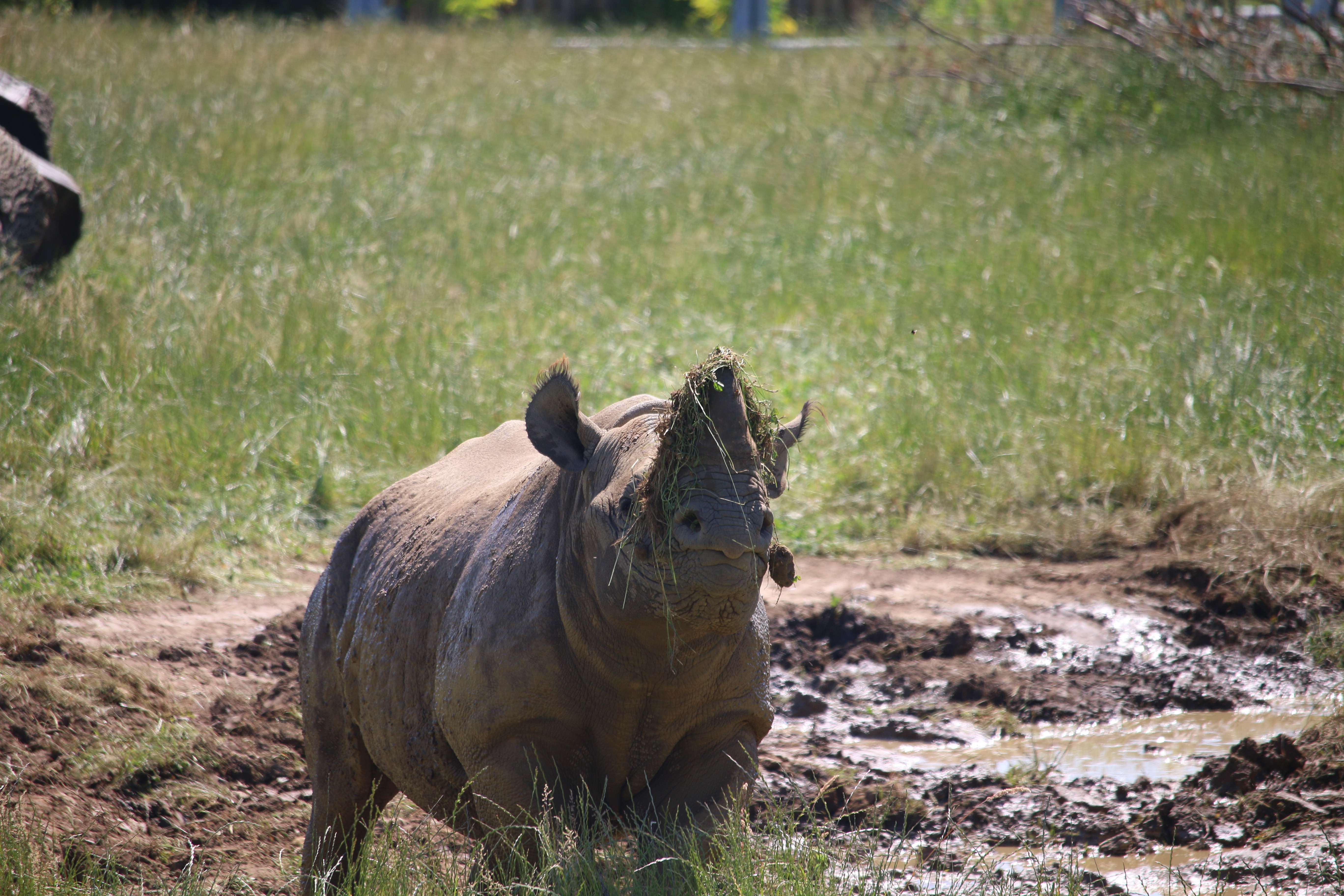 Black Rhino at Yorkshire Wildlife Park